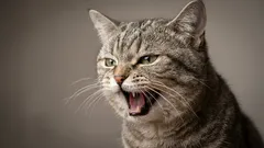 Kissa maukuu yöllä? 7 toimivaa keinoa rauhoittaa yöt ilman riitelyä