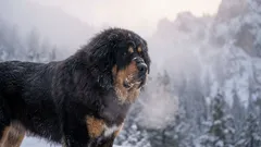 Sekä pakkasessa että paahtavassa helteessä: 7 rotua, jotka voivat elää ulkona ympäri vuoden