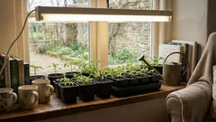 Kannattaako taimivalo pitää päällä yöllä? näin löydät toimivan valorytmin