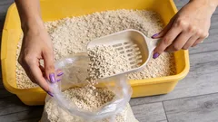 Kuinka paljon hiekkaa kissanhiekkalaatikkoon: kuinka löytää täydellinen tasapaino lemmikillesi