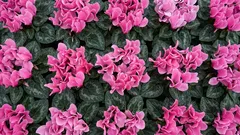 Mitkä suosittuja kasveja selviävät harvoin tyypillisessä huoneistoympäristössä