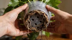 Näin tunnistat, milloin huonekasvi tarvitsee ruukunvaihdon: 5 varmaa merkkiä