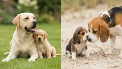 Muistaako pentu emonsa? Näin hajumuisti ja kiintymys oikeasti toimivat