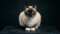 Kissojen joukossa ulkopuoliset: 5 harvoin valittua kaunotarta