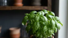 Kasvivalo, ilmankosteus ja multa: 4 askelta onnistuneeseen sisäviljelyyn Suomessa