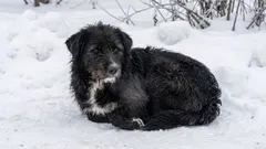 Näin autat ulkokissaa pakkasella turvallisesti: 5 toimivaa vinkkiä